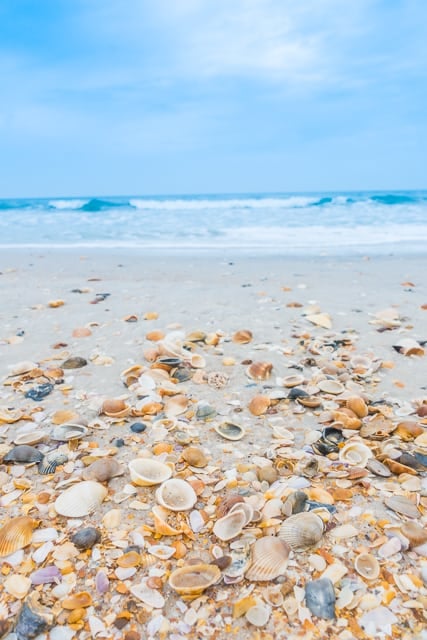 The shells on the Atlantic Ocean beaches are my FAVORITE!