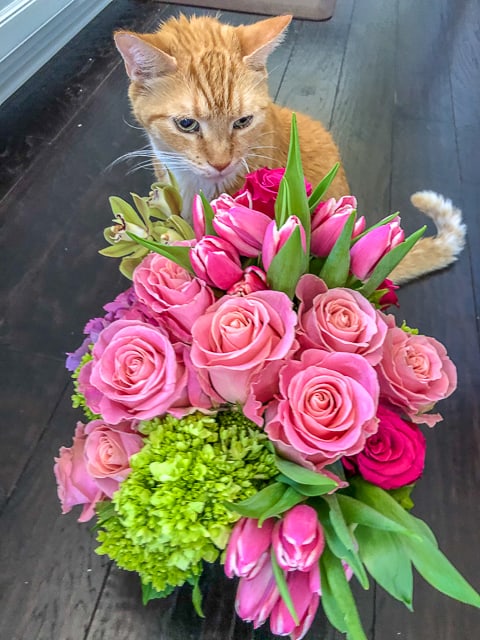 cat sitting with flowers