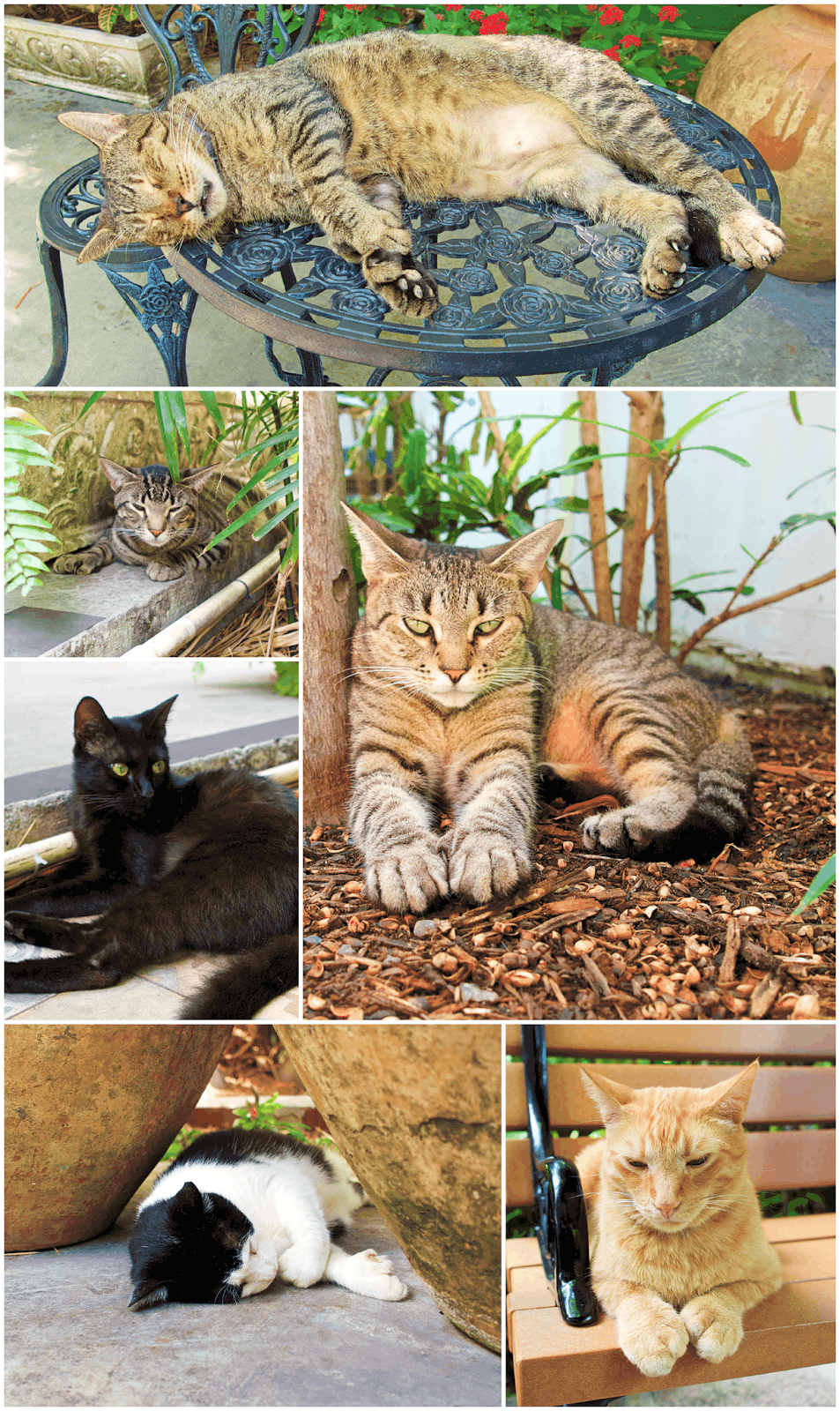 Hemingway Cats with 6 toes - Key West, FL