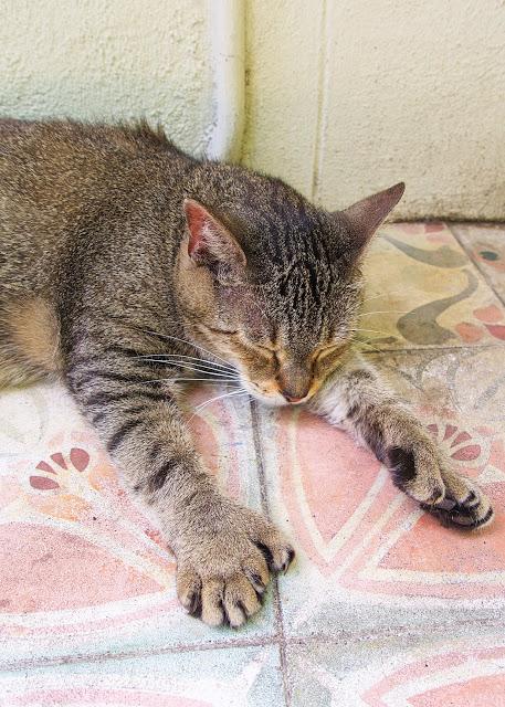 Hemingway Cat with 6 toes - Key West, FL