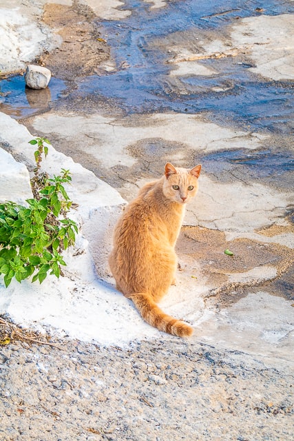 Cats of Greece - cats are commonplace in Greece. They are well taken care of by the community and very friendly. You can even pet them if you wish! Here are some of the cats we found in Poros, Epidavros, Náfplio, and Hydra. #cats #travel #greece #europe