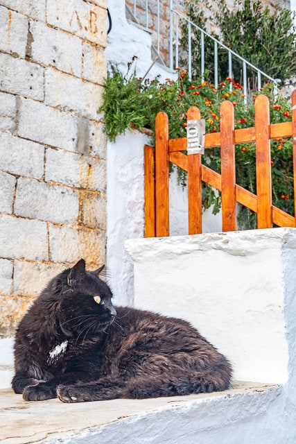 Cats of Greece - cats are commonplace in Greece. They are well taken care of by the community and very friendly. You can even pet them if you wish! Here are some of the cats we found in Poros, Epidavros, Náfplio, and Hydra. #cats #travel #greece #europe