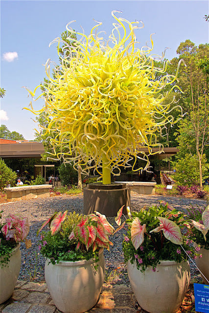 Chihuly in the Garden - Atlanta Botanical Gardens - 19 installation sites all around the gardens. It is like a treasure hunt to find them all! SO beautiful. Definitely worth a visit!