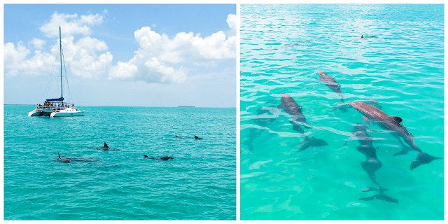 Dolphin Playground - Key West Extreme Adventures - Key West, FL