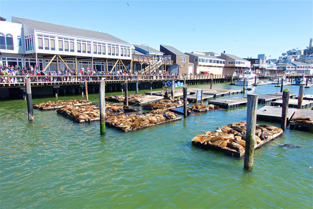 Sea Lions at Fishermans Warf - San Francisco, CA