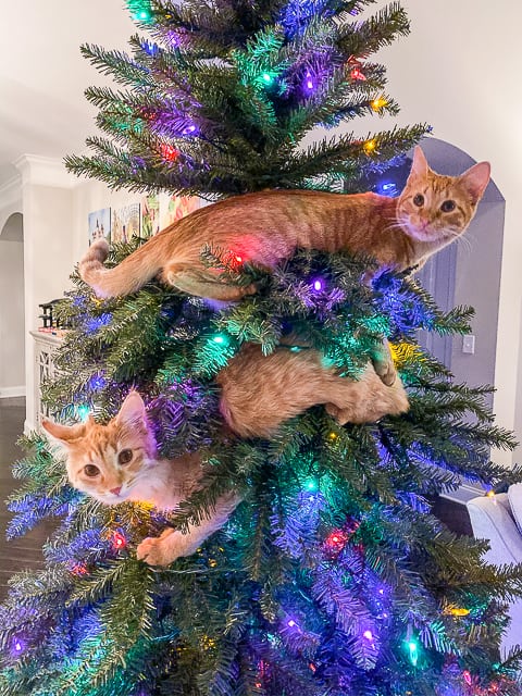 cats in the christmas tree