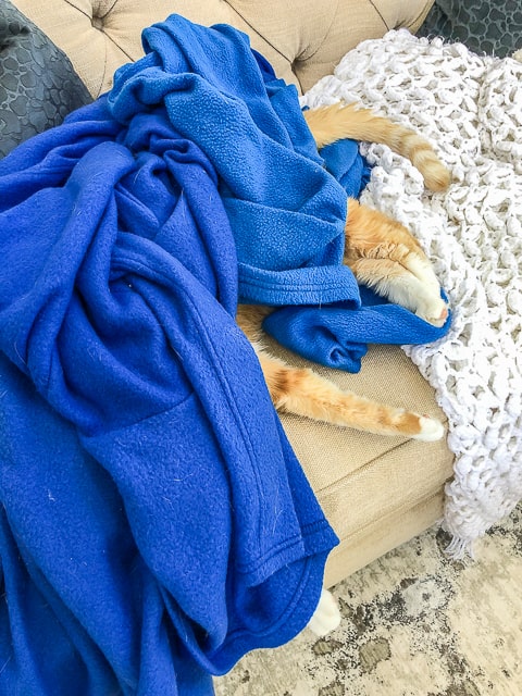 cat hiding under a blue blanket