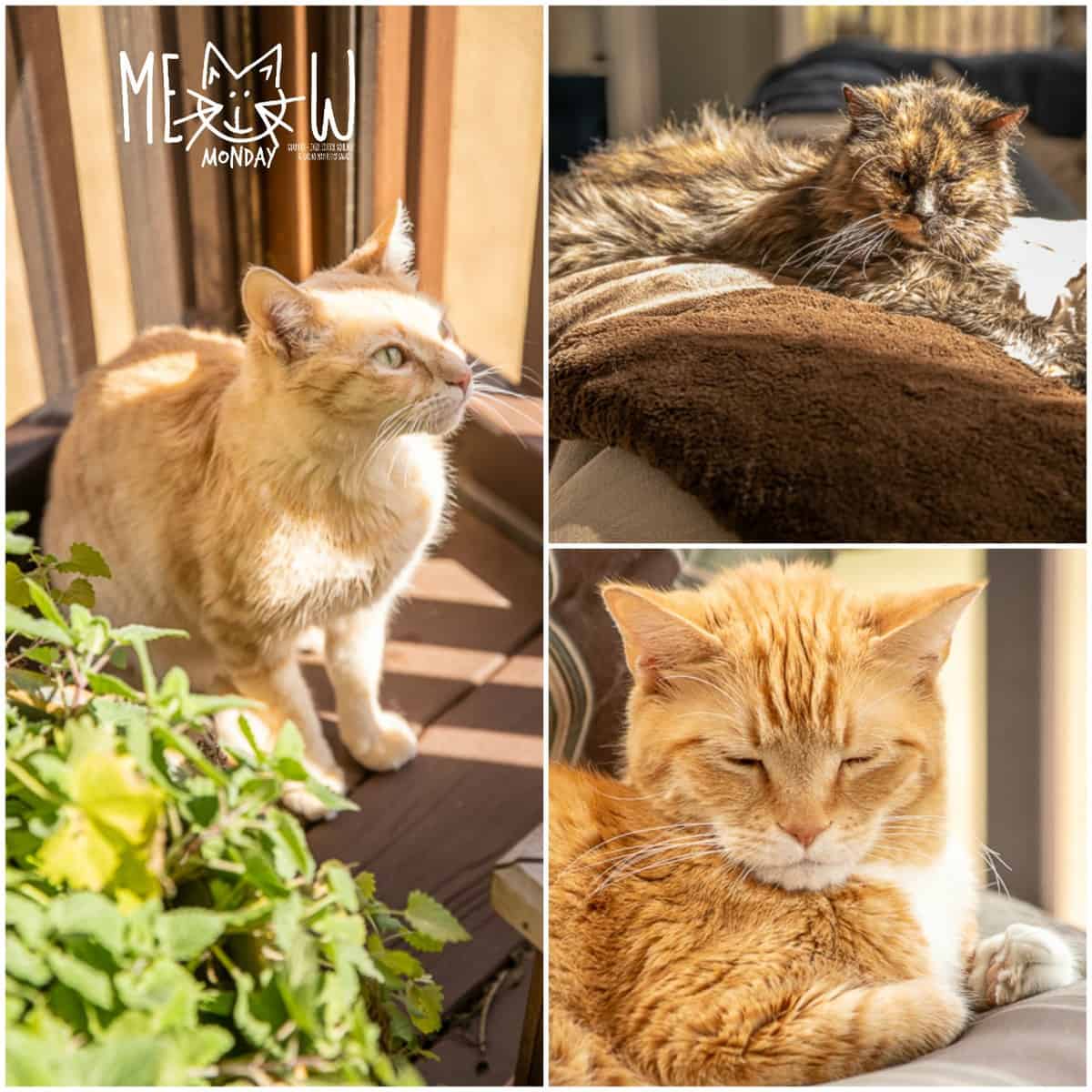 Pictures of three cats