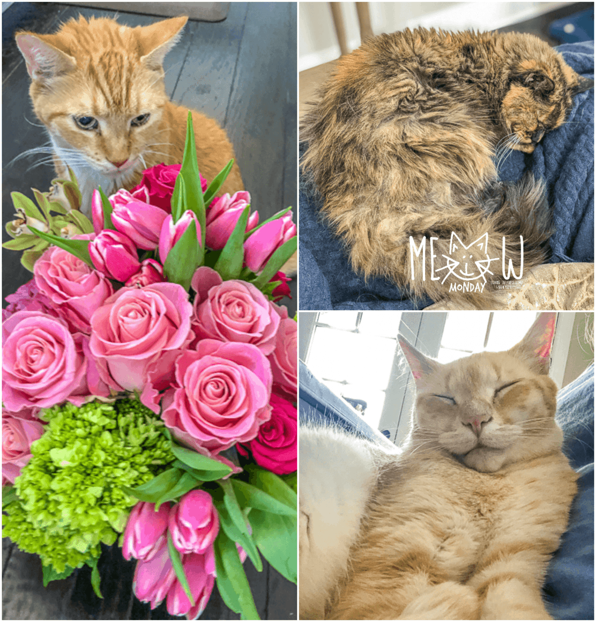 picture collage of 3 cats