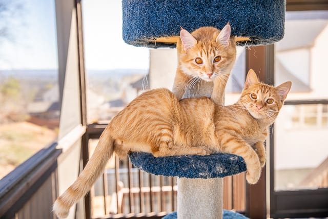 two orange cats in a cat tower