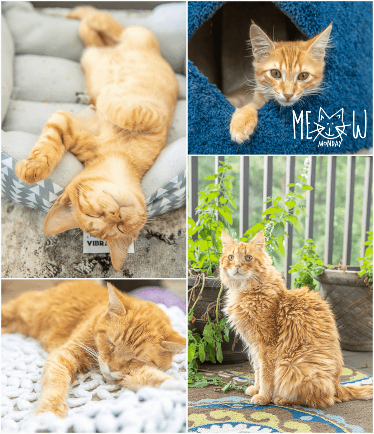 collage of 4 cat photos