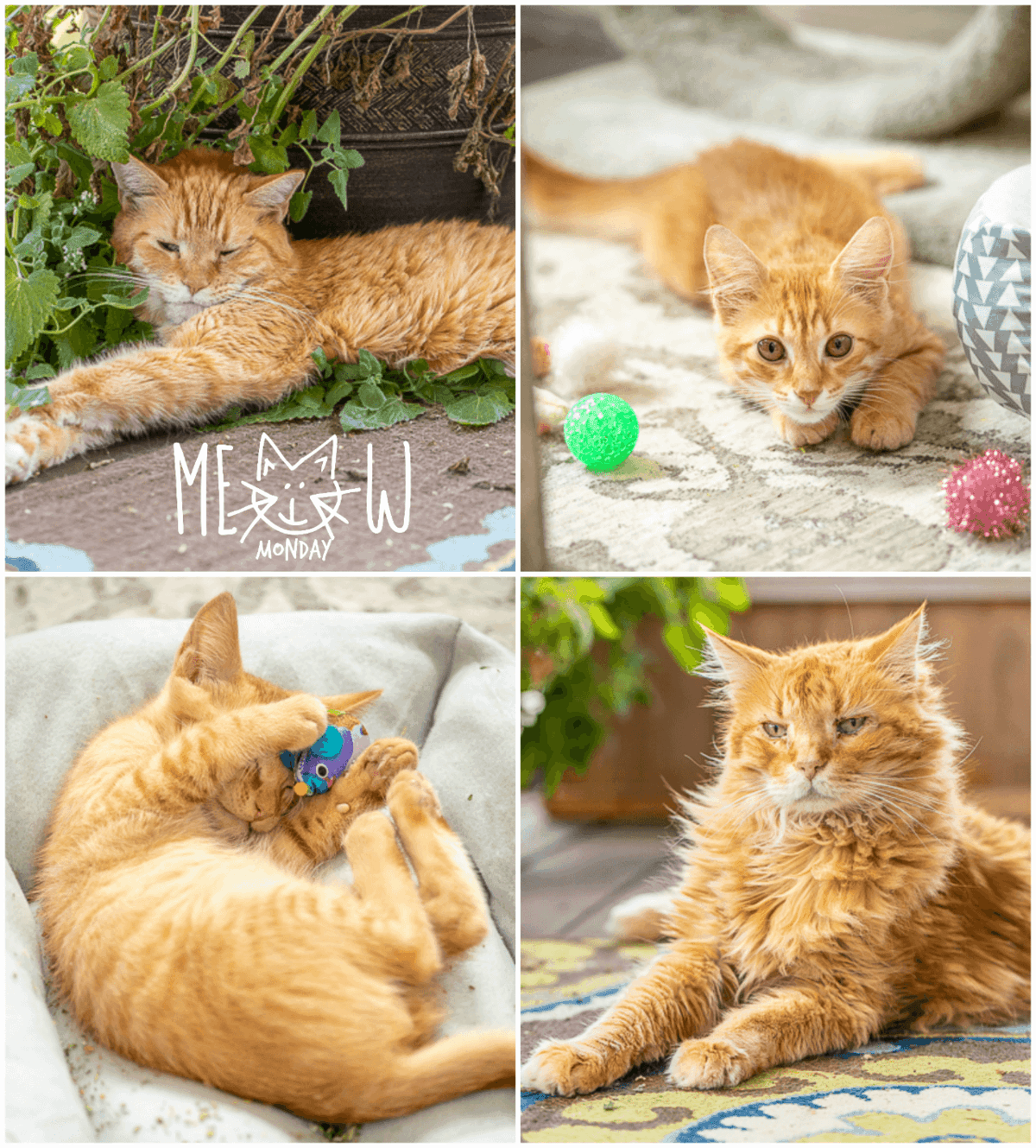 collage of 4 cat photos