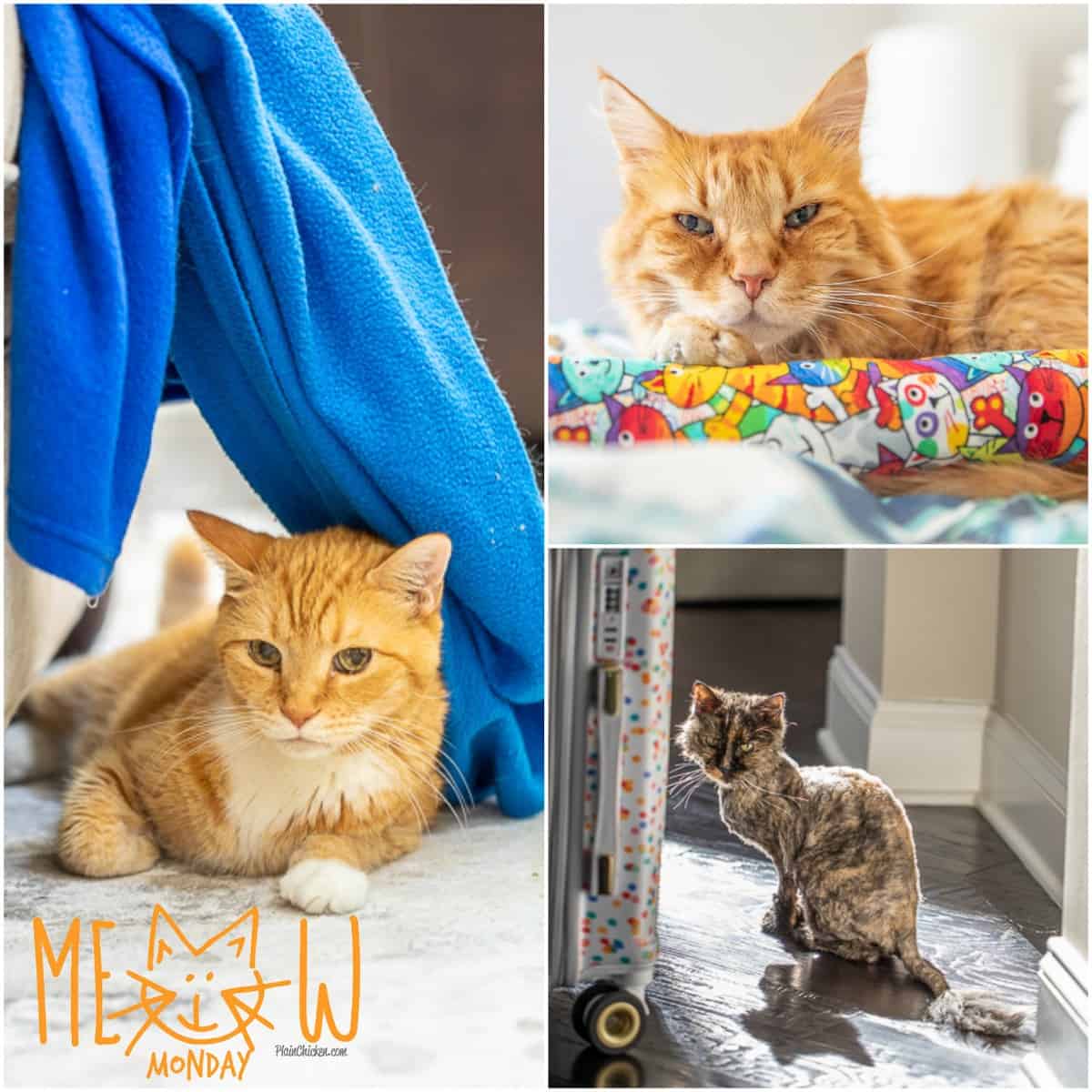 Meow Monday - pictures of cute cats to start your week! Come see what Jack, Squeaky, and Felix have been up to! #cats #cat