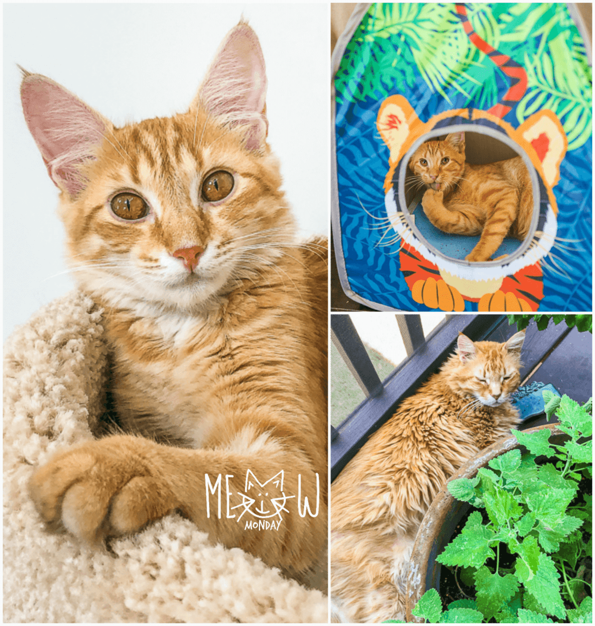 collage of 3 cat photos