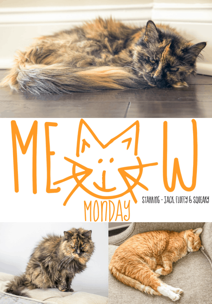 Meow Monday - pictures of cute cats to start off your week!