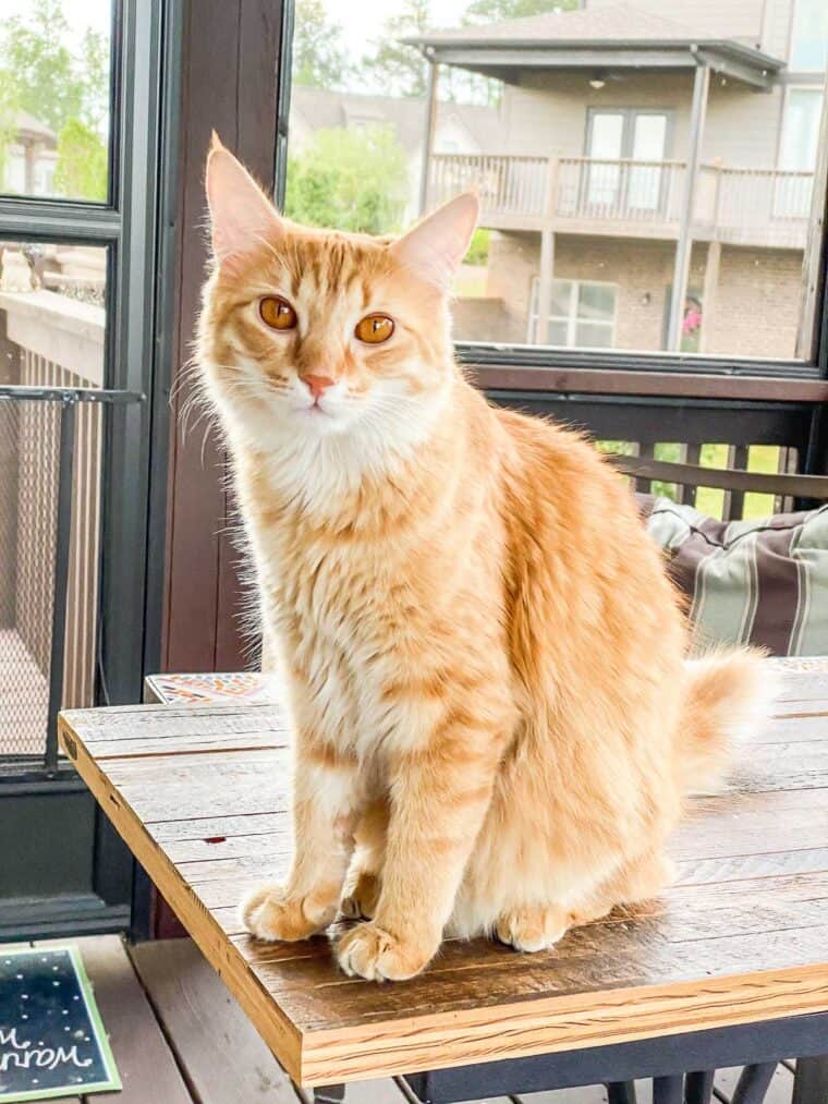 orange cat sitting