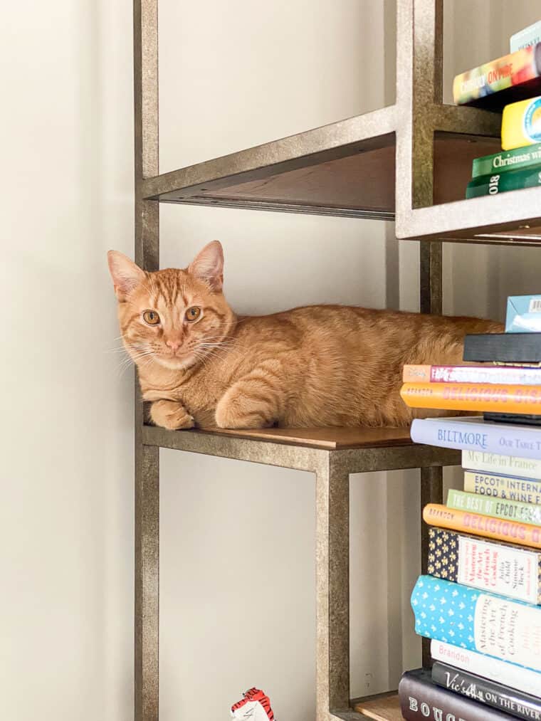 orange cat on bookshelf
