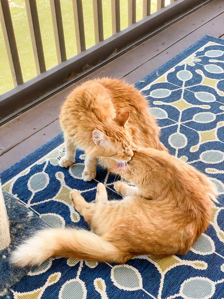 two orange cats