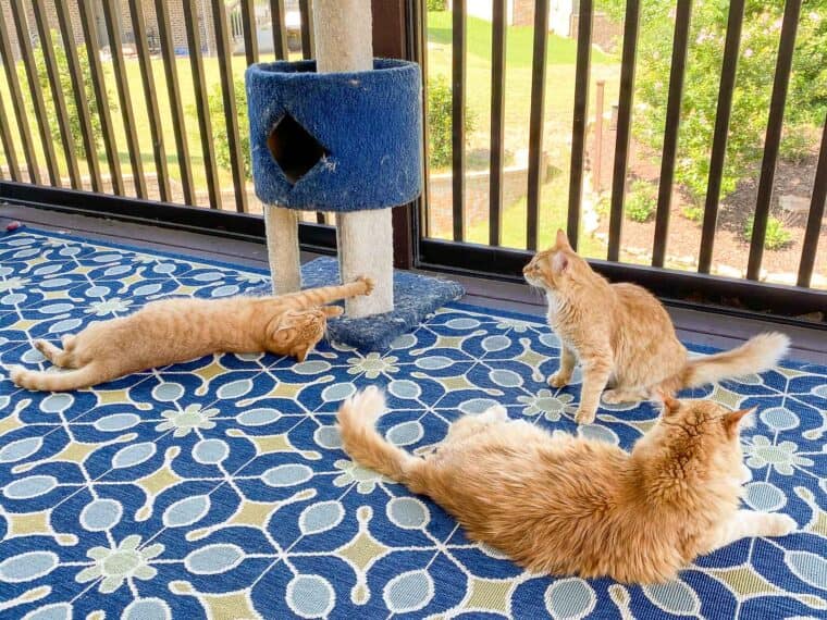 three orange cats outside