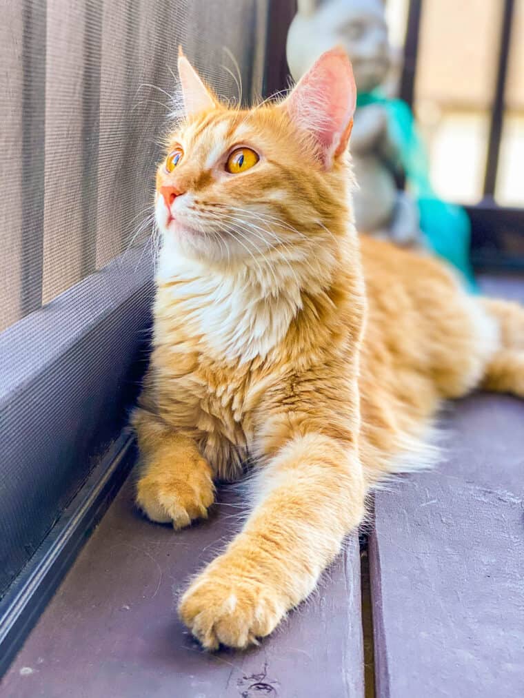orange cat sitting outside