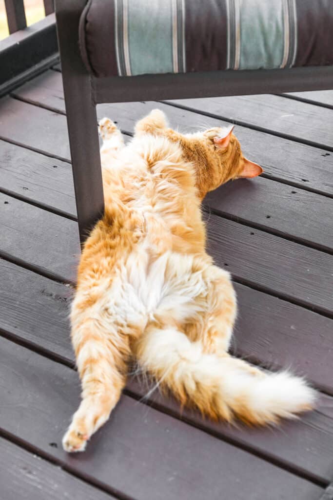 orange cat sleeping on its back