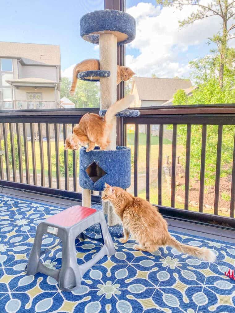 cats on cat tower