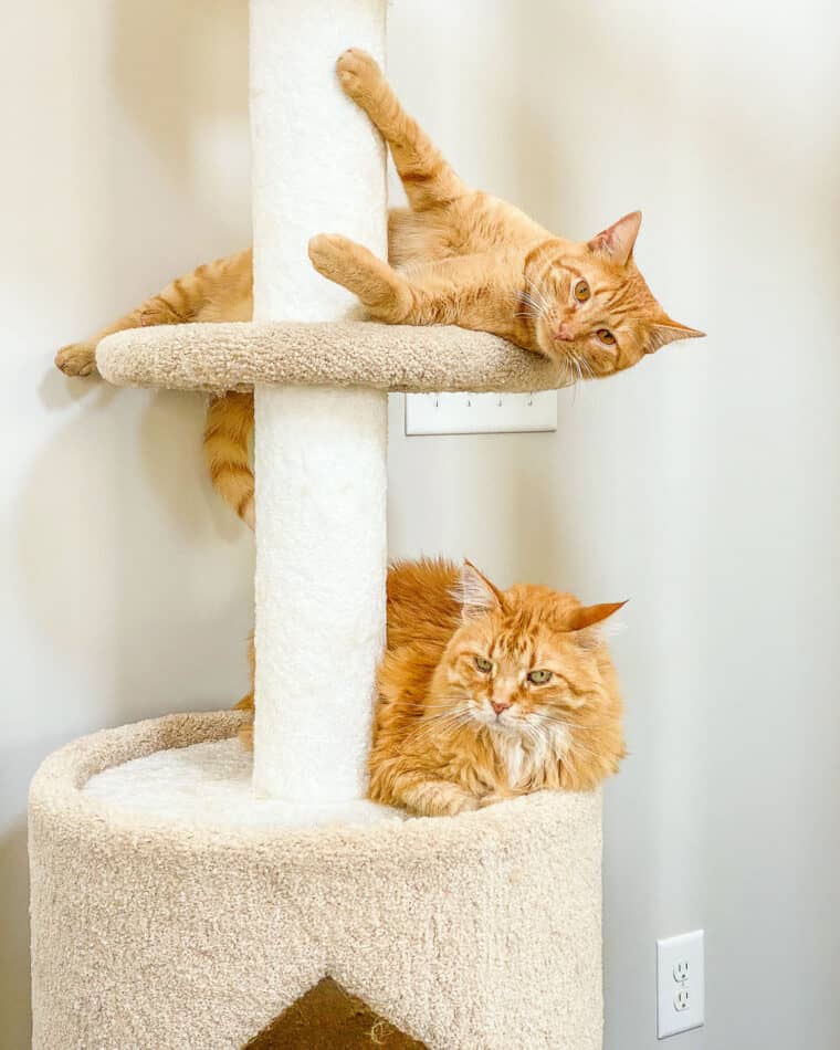 two orange cats on a cat tower