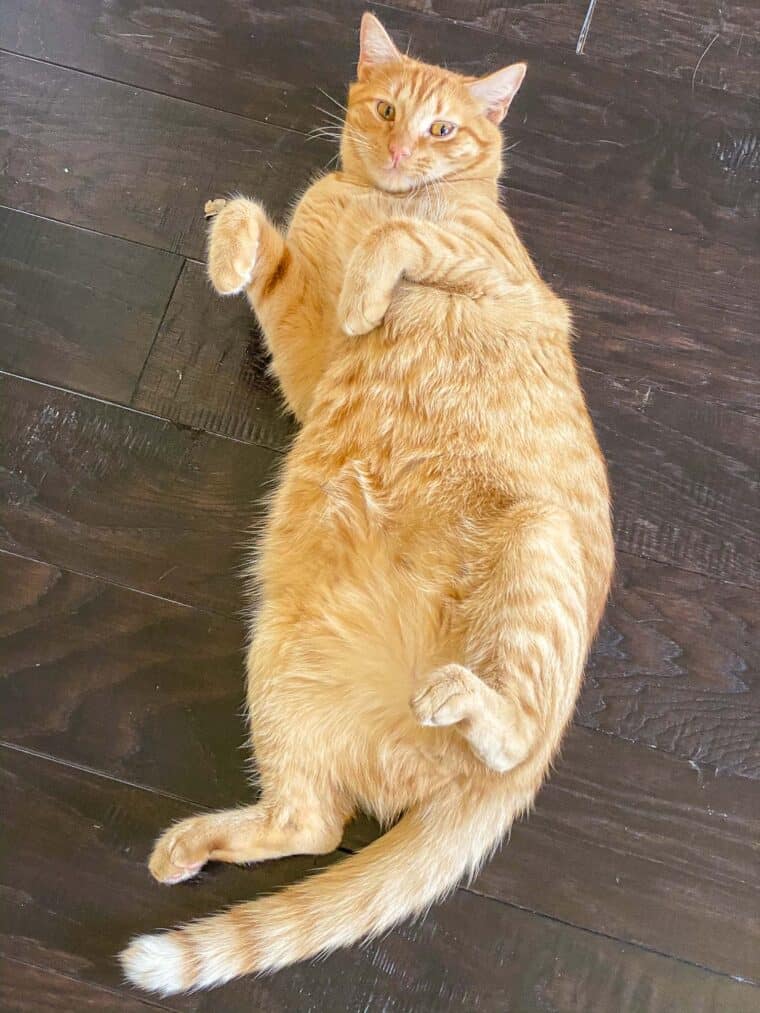 orange cat on his back