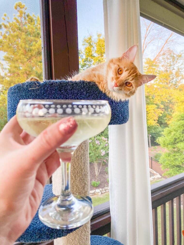 cat and wine glass