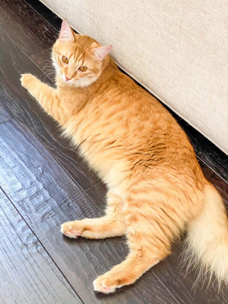 orange cat laying on the floor