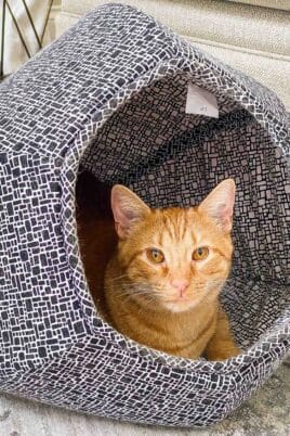 orange cat in a cat ball bed