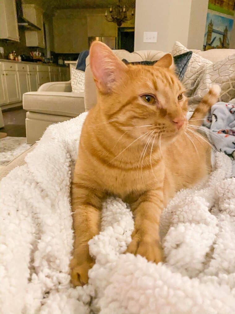 sleepy orange cat on blanket