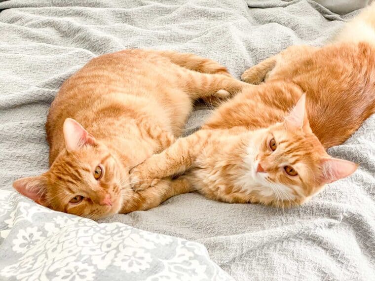 two orange cats sleeping