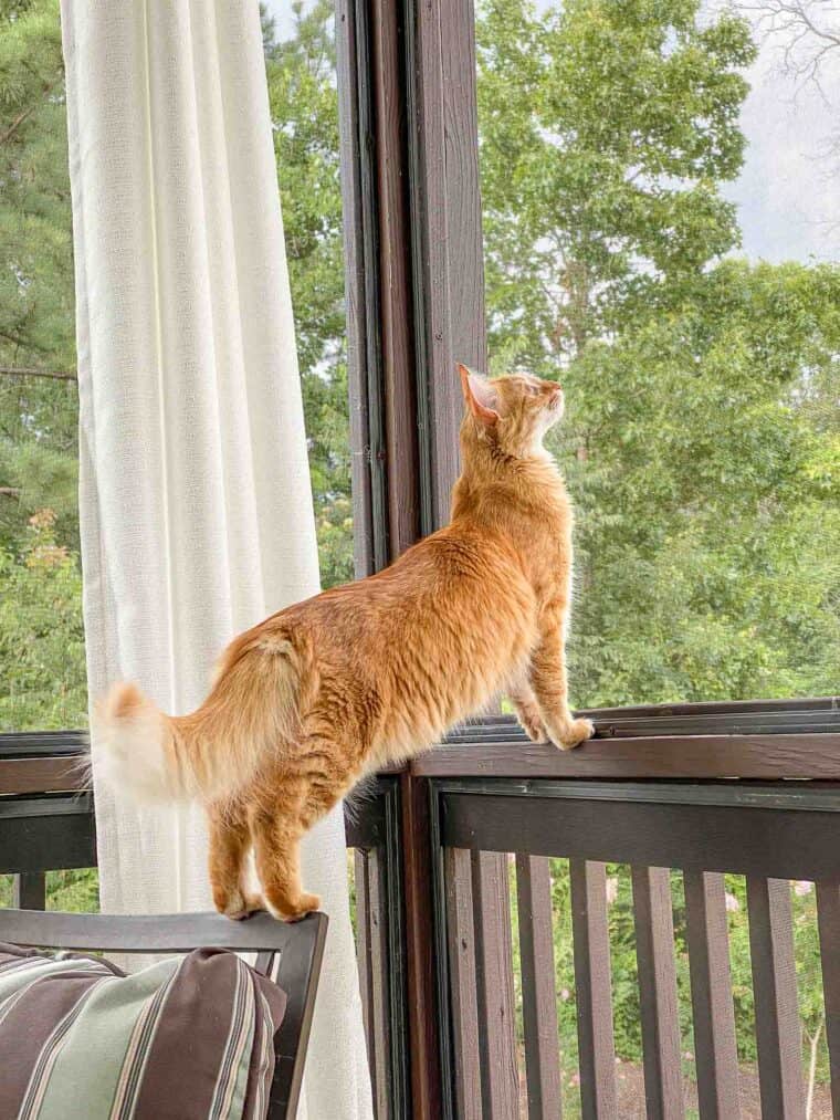 orange cat looking outside
