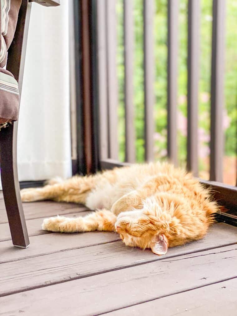orange cat sleeping outside