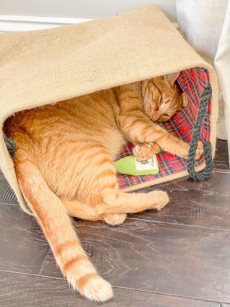 orange cat sleeping in bag