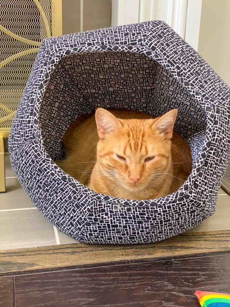 orange cat in round cat bed