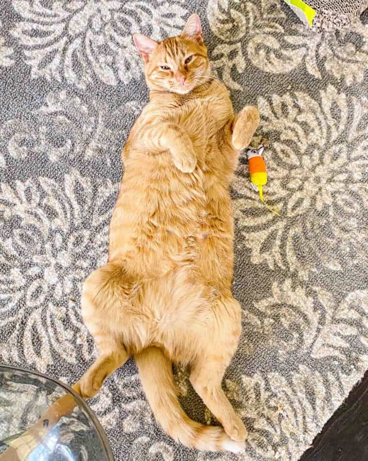 orange cat on its back