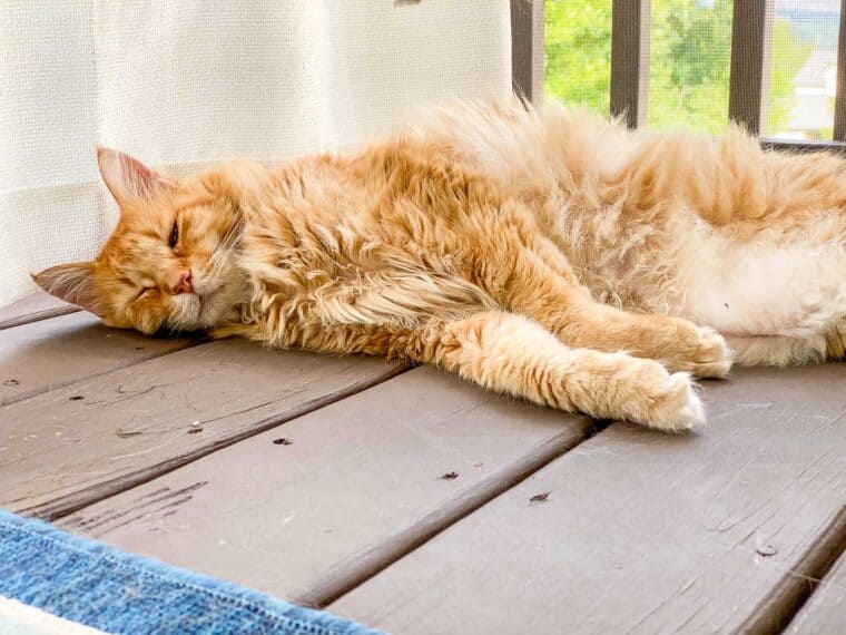 orange cat sleeping outside