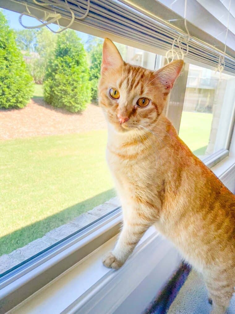 orange cat looking out window