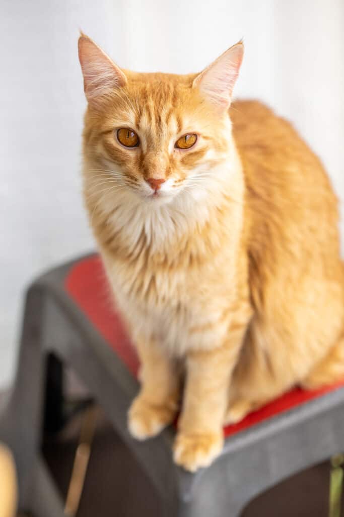 orange cat sitting on stool