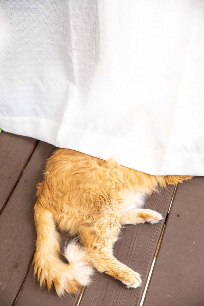 orange cat hiding behind curtains