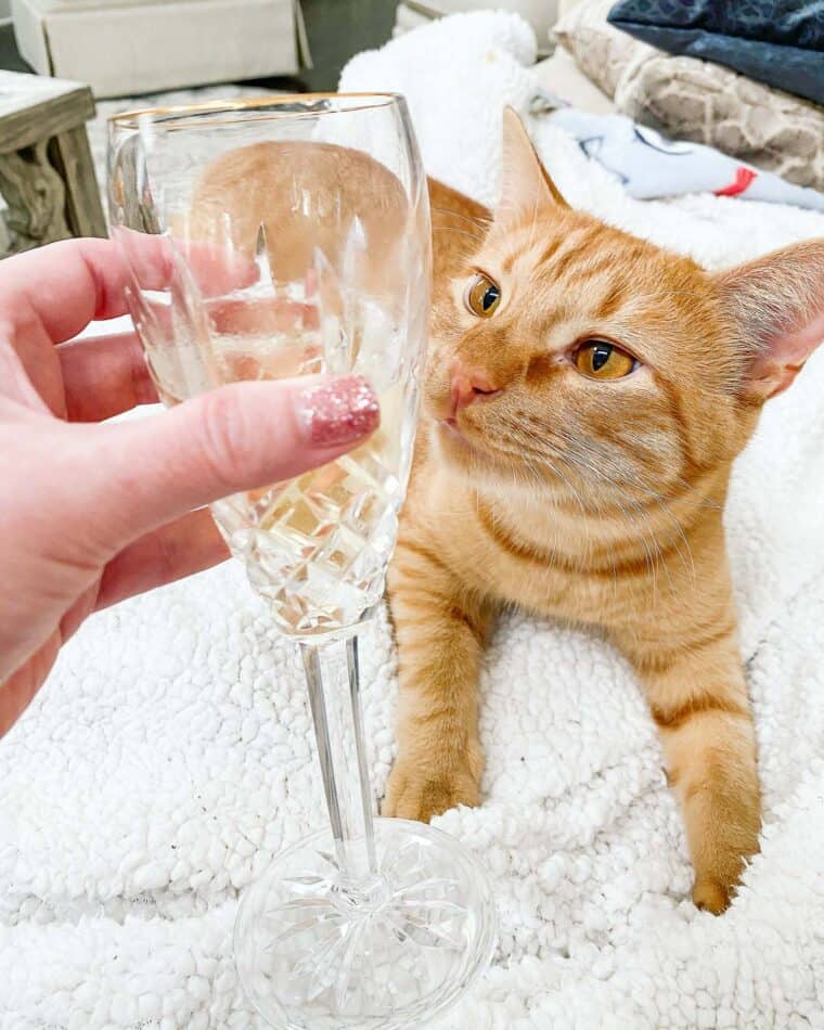 orange cat sniffing champagne