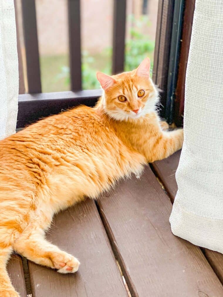 orange cat sitting outside
