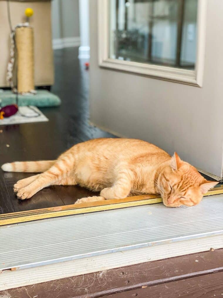 orange cat sleeping in doorway