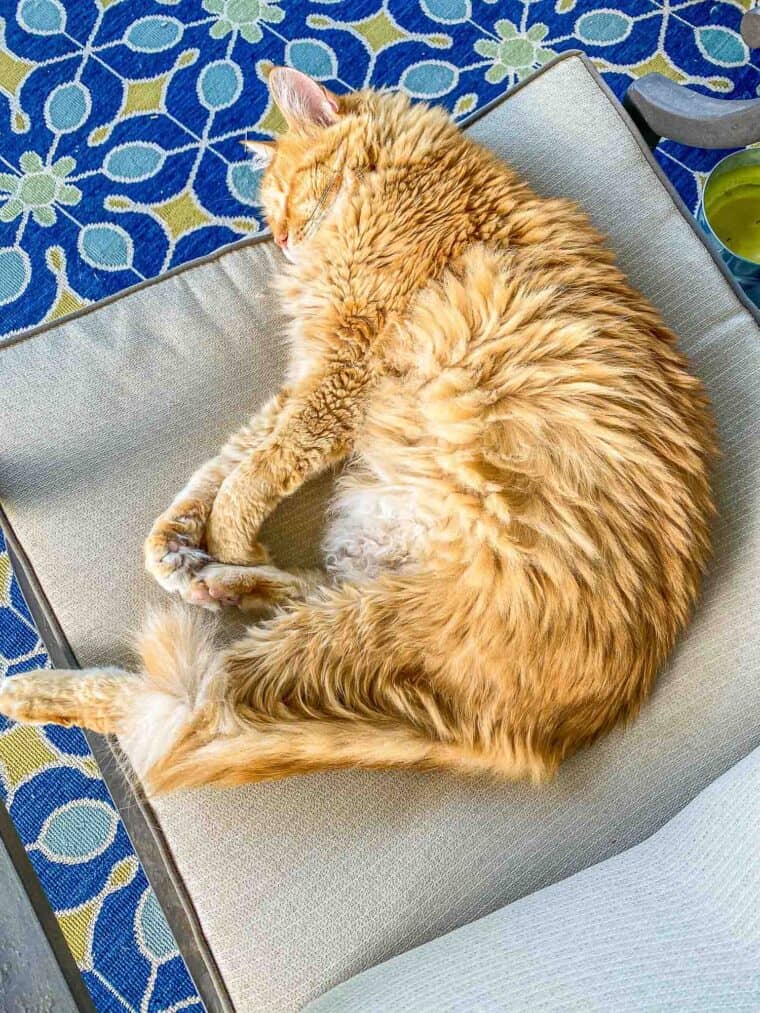 orange cat sleeping in a chair