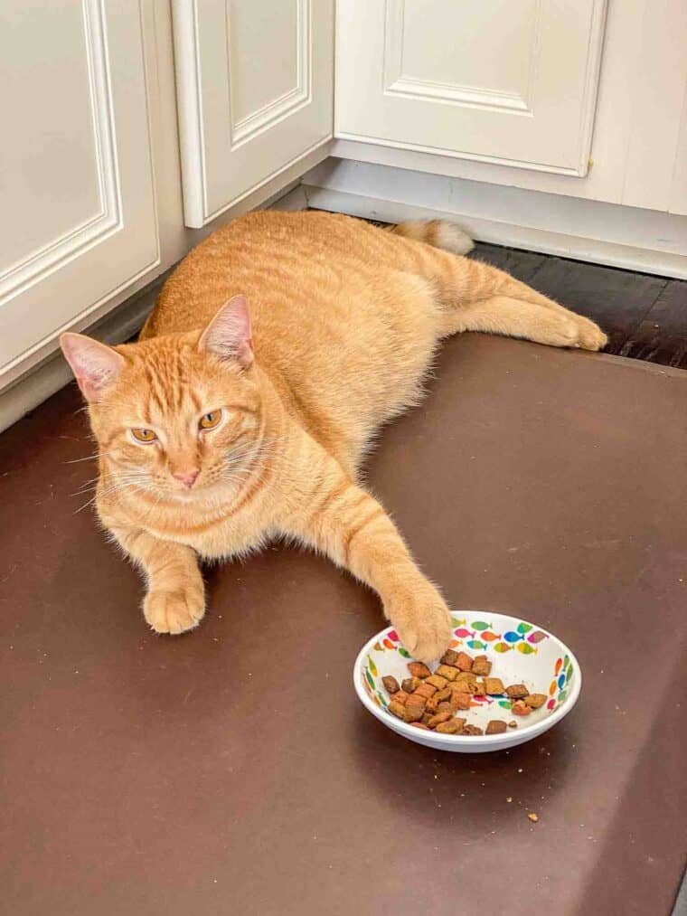 orange cat with paw in food bowl