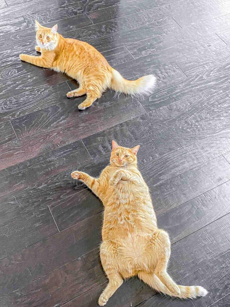 two orange cats laying on the floor