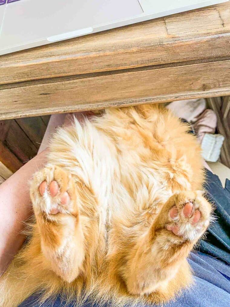 orange cat feet