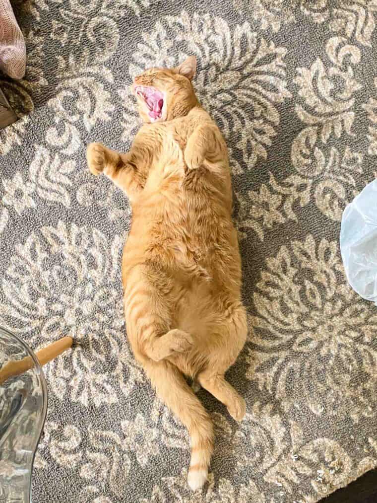 orange cat with mouth open laying on its back